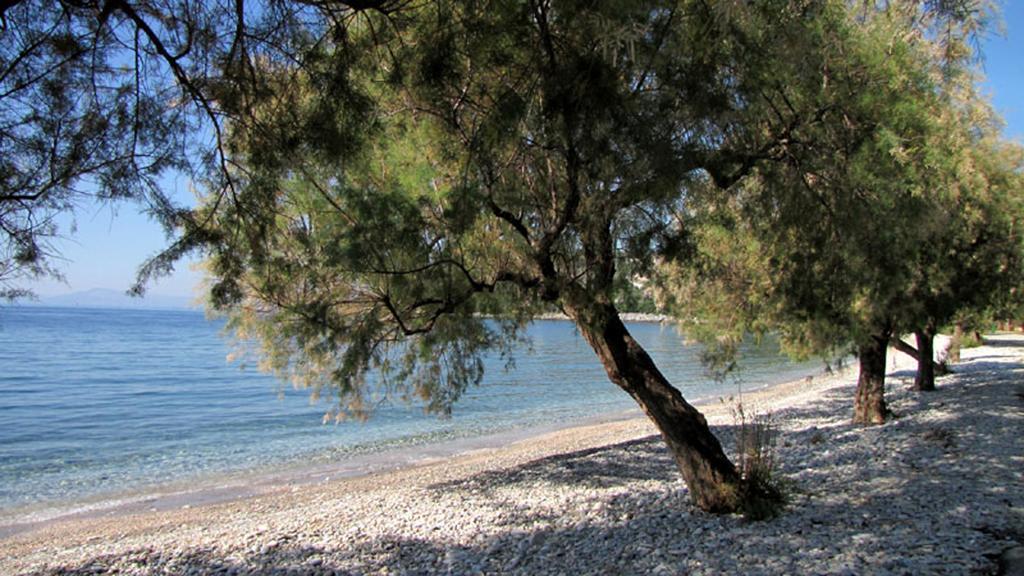 Iro Family Apartments Pelion Λεφόκαστρο Εξωτερικό φωτογραφία